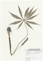 藏品(臺灣天南星)的圖片